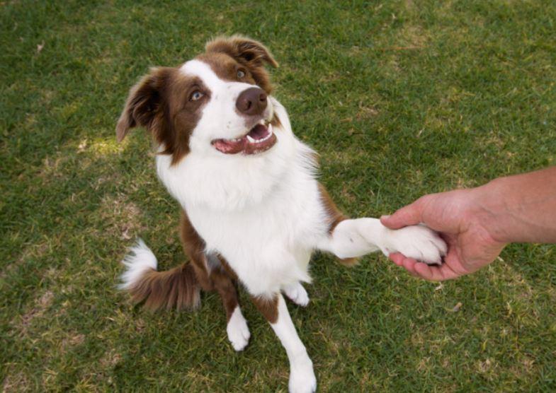 shaking-hands8