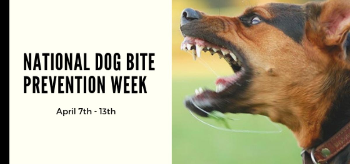 National Dog Bite Prevention Week Sit Happens